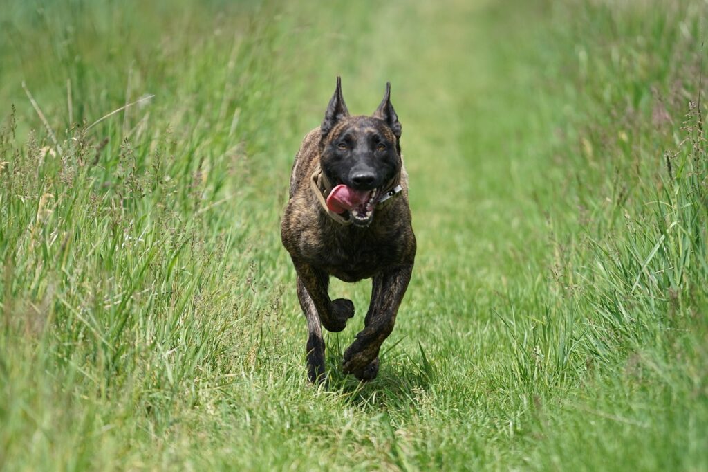 dutch shepherd