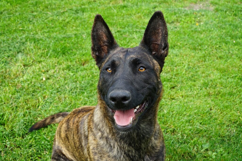 dutch shepherd