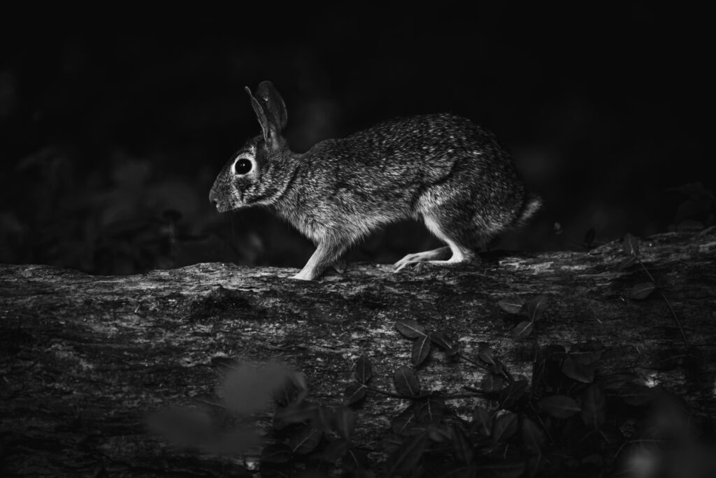 are rabbits nocturnal