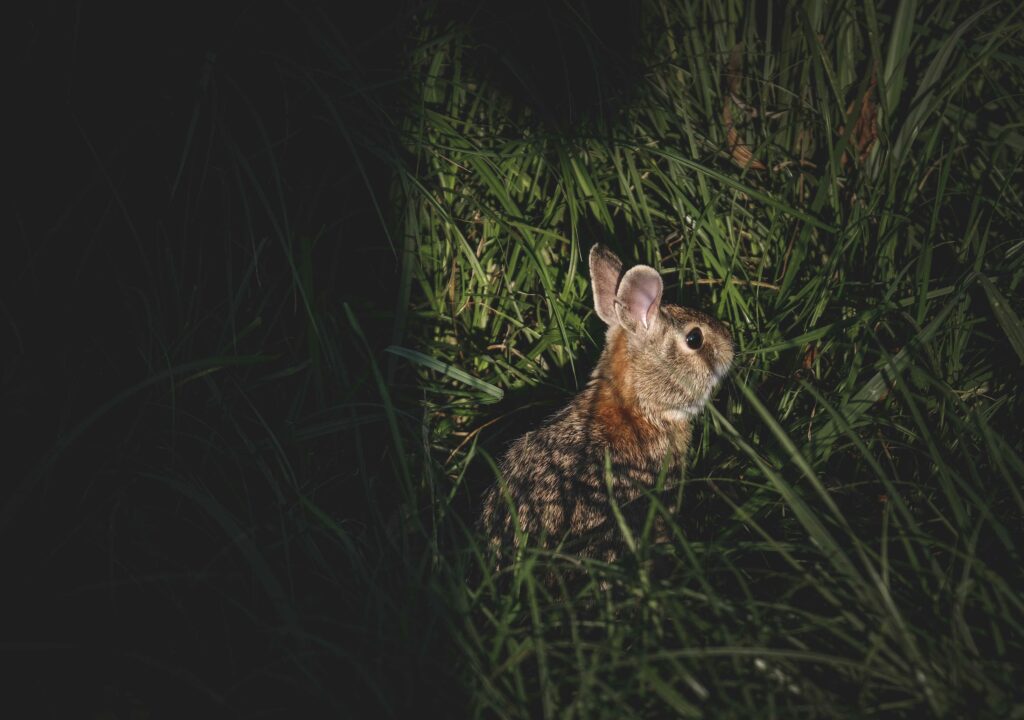 are rabbits nocturnal