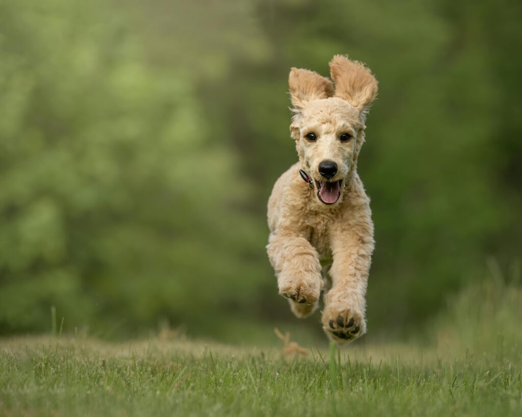 golden doodle puppies