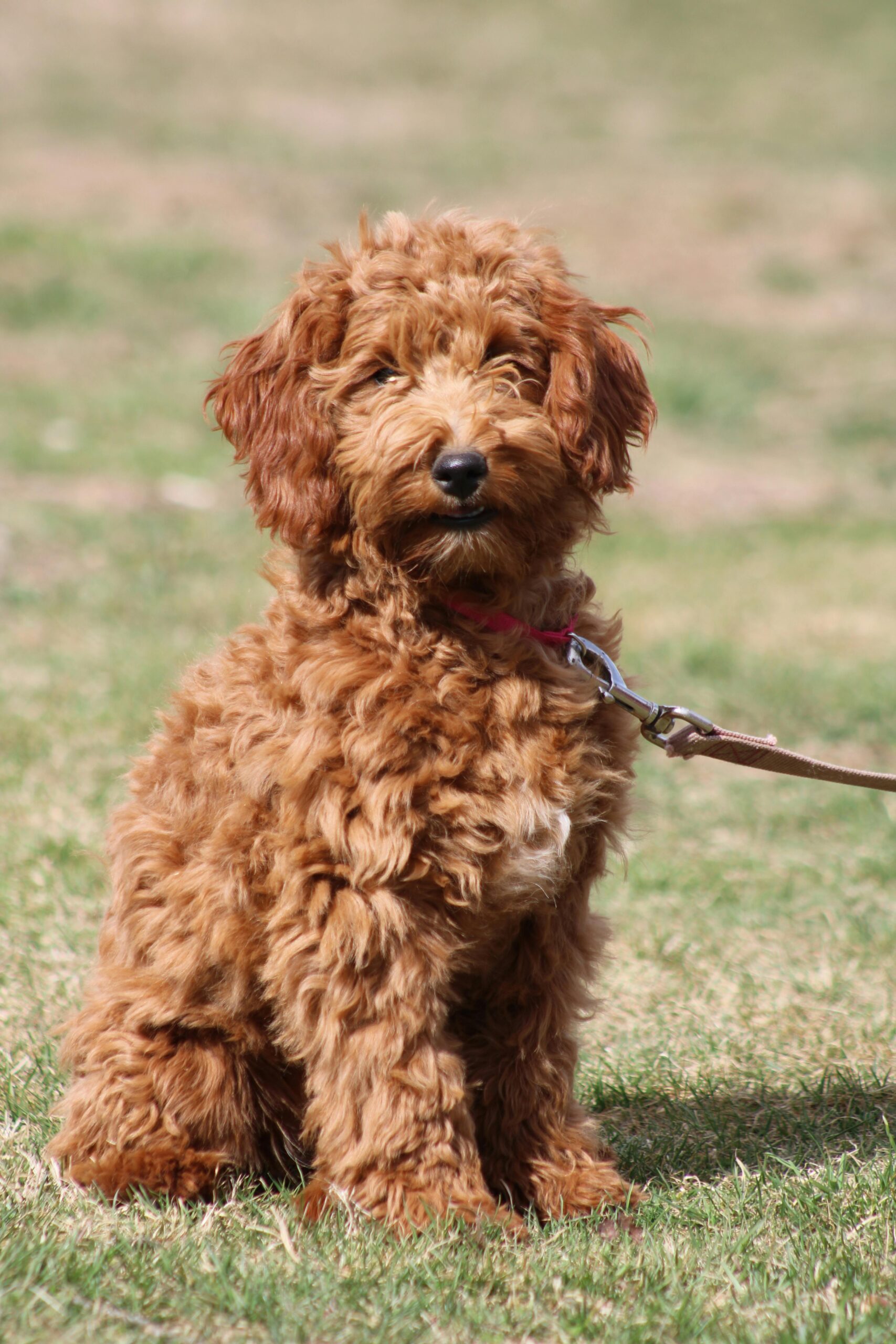 golden doodle puppies