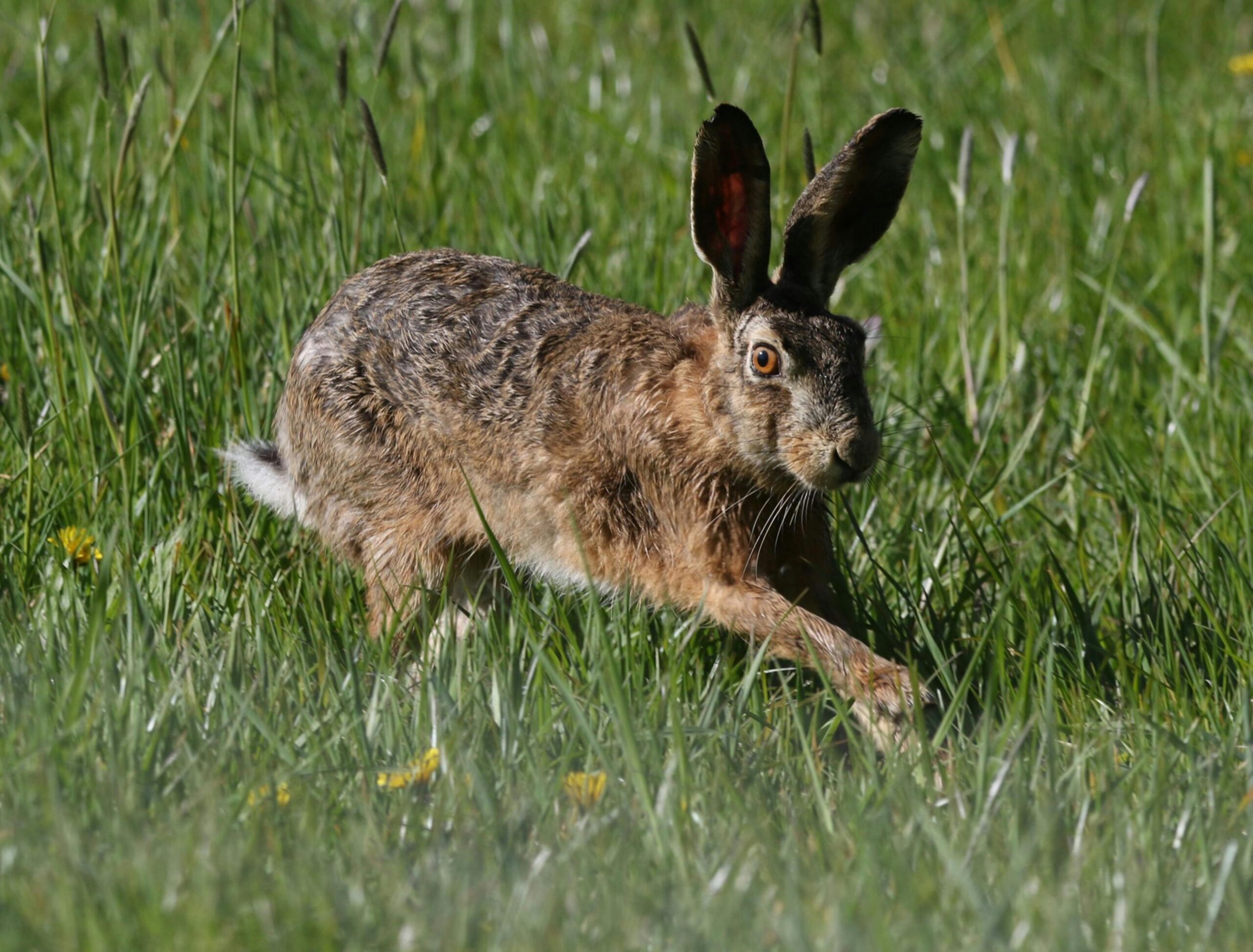 are rabbits nocturnal